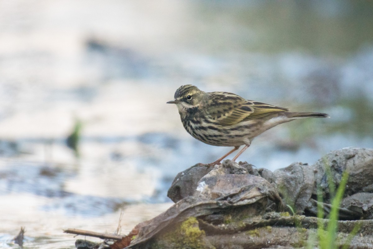 Rosy Pipit - ML279614131