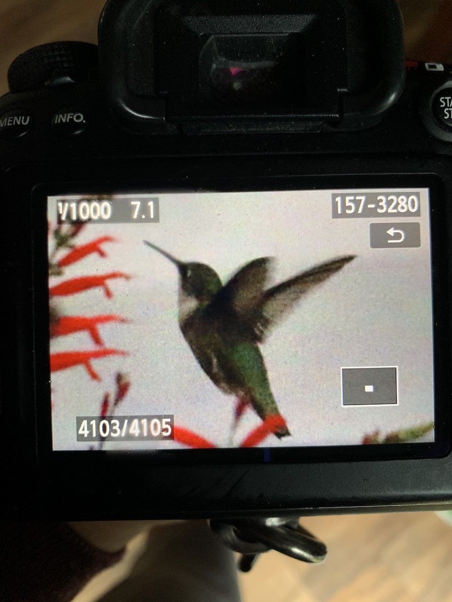 Ruby-throated Hummingbird - ML279632291