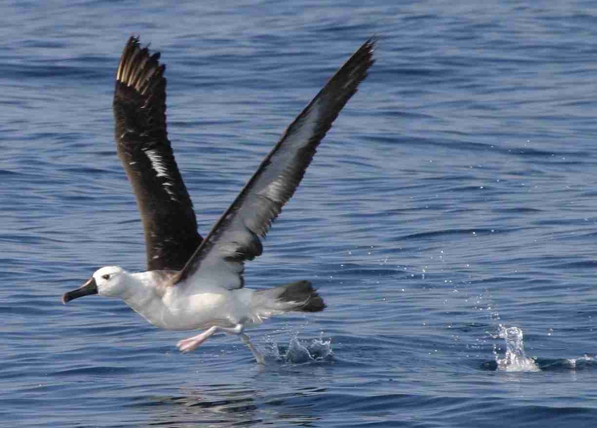 Atlantic Yellow-nosed Albatross - Jim Sinclair