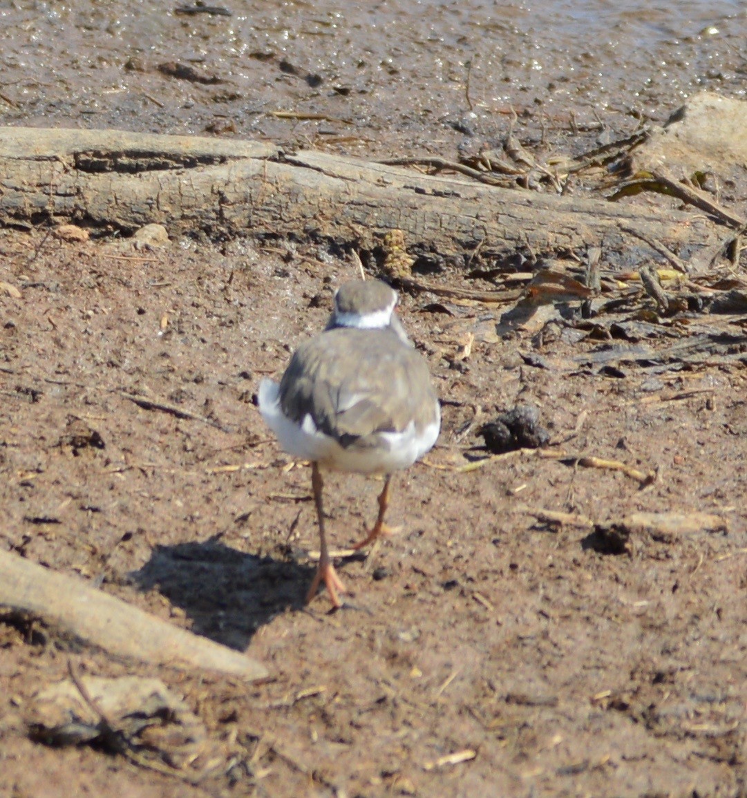 Three-banded Plover - ML279635271