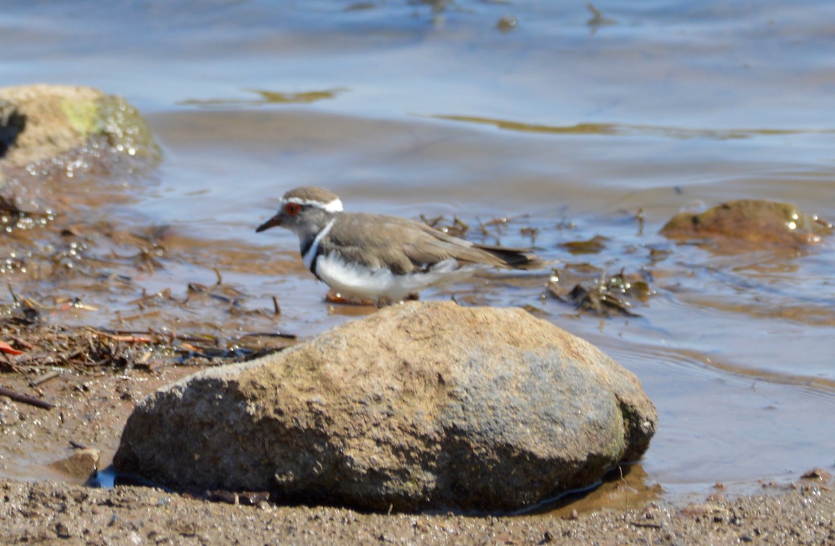 Three-banded Plover - ML279635851