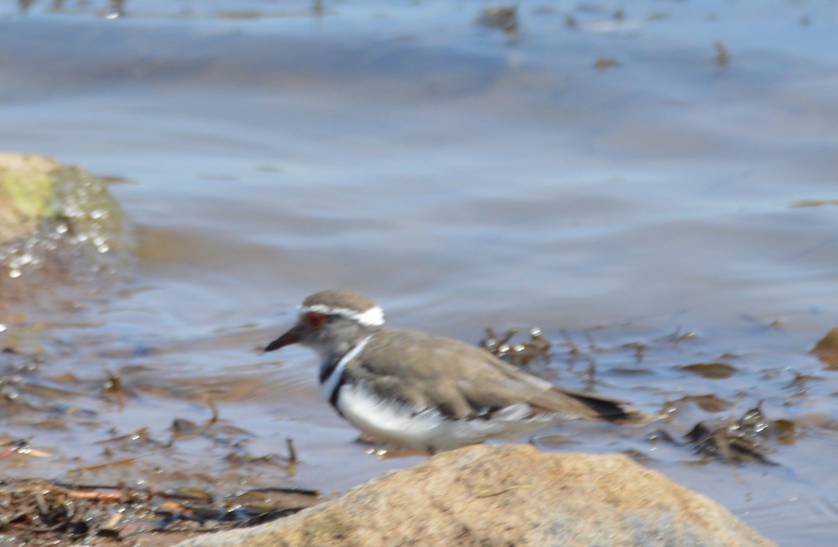 Three-banded Plover - ML279635971
