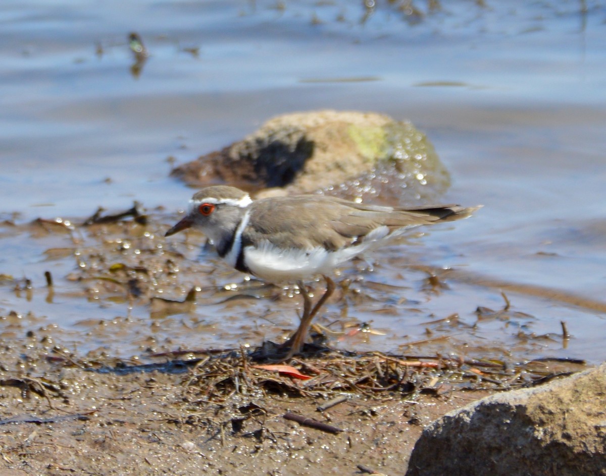 Three-banded Plover - ML279636141