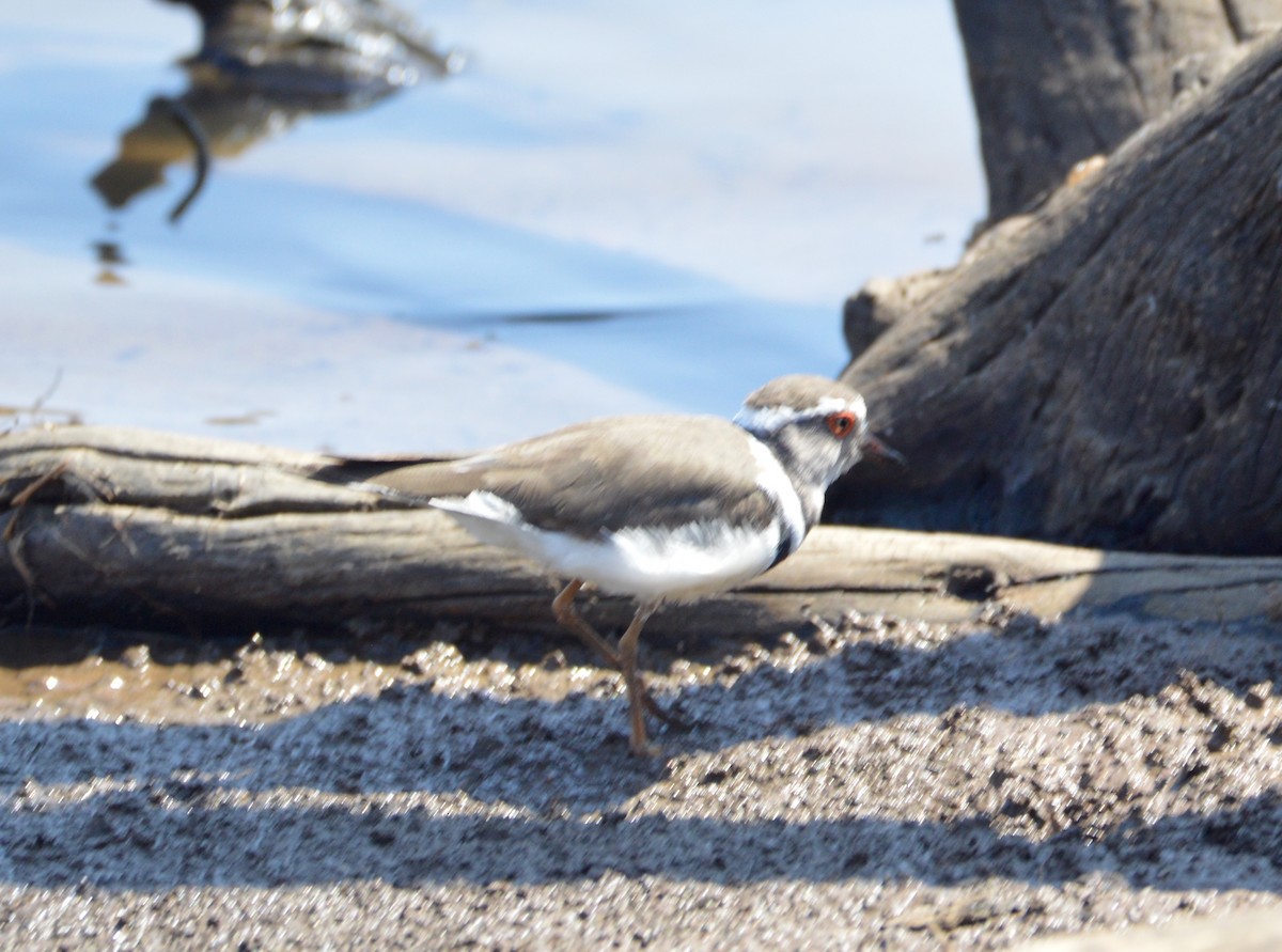 Three-banded Plover - ML279636271