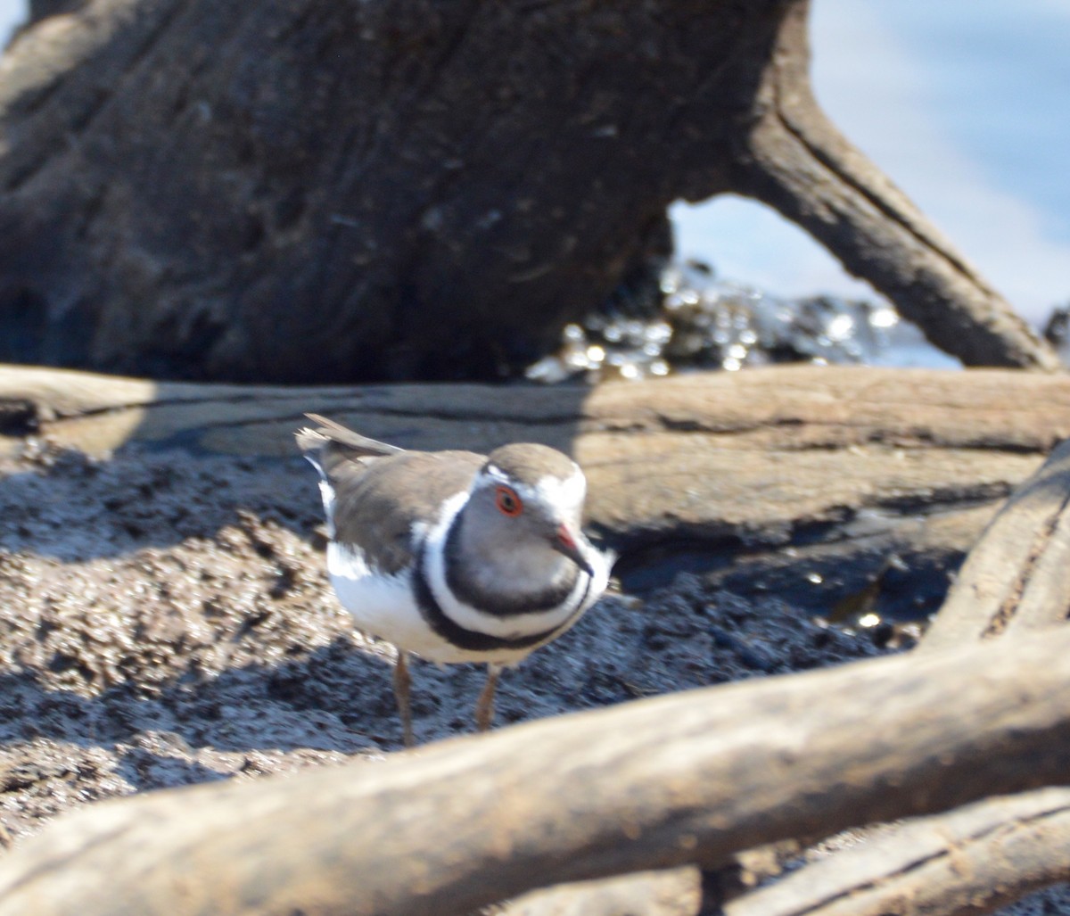 Three-banded Plover - ML279636421