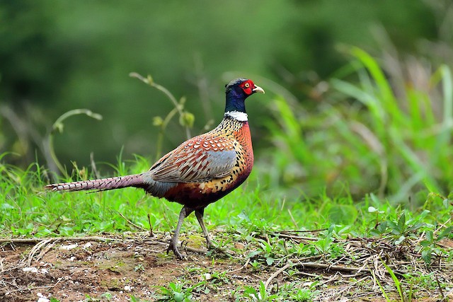Ring-necked Pheasant - Montana Field Guide