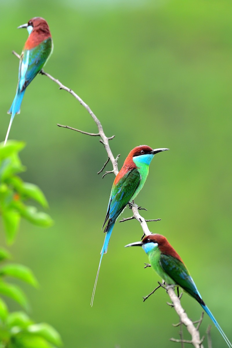 Blue-throated Bee-eater - ML279644421