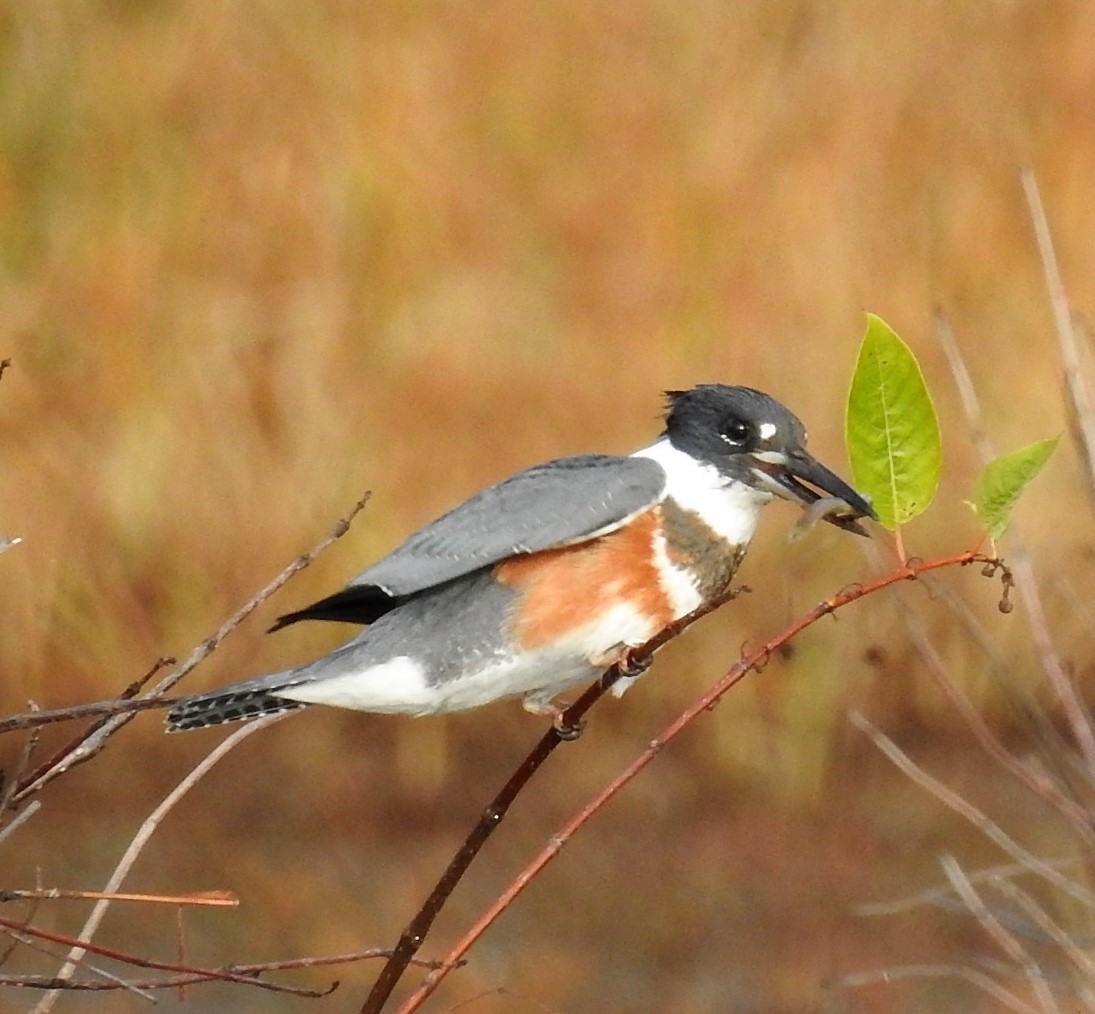 Belted Kingfisher - ML279646301