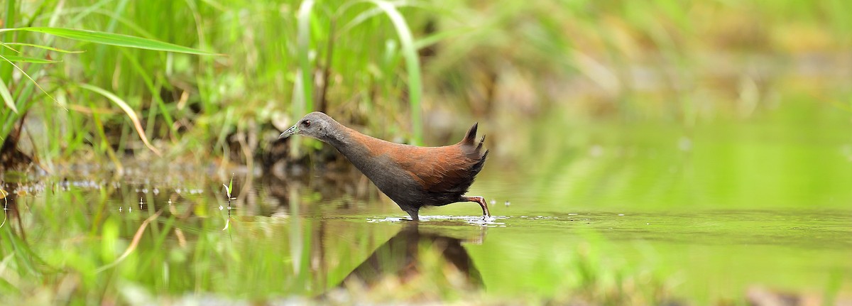 Black-tailed Crake - xiwen CHEN