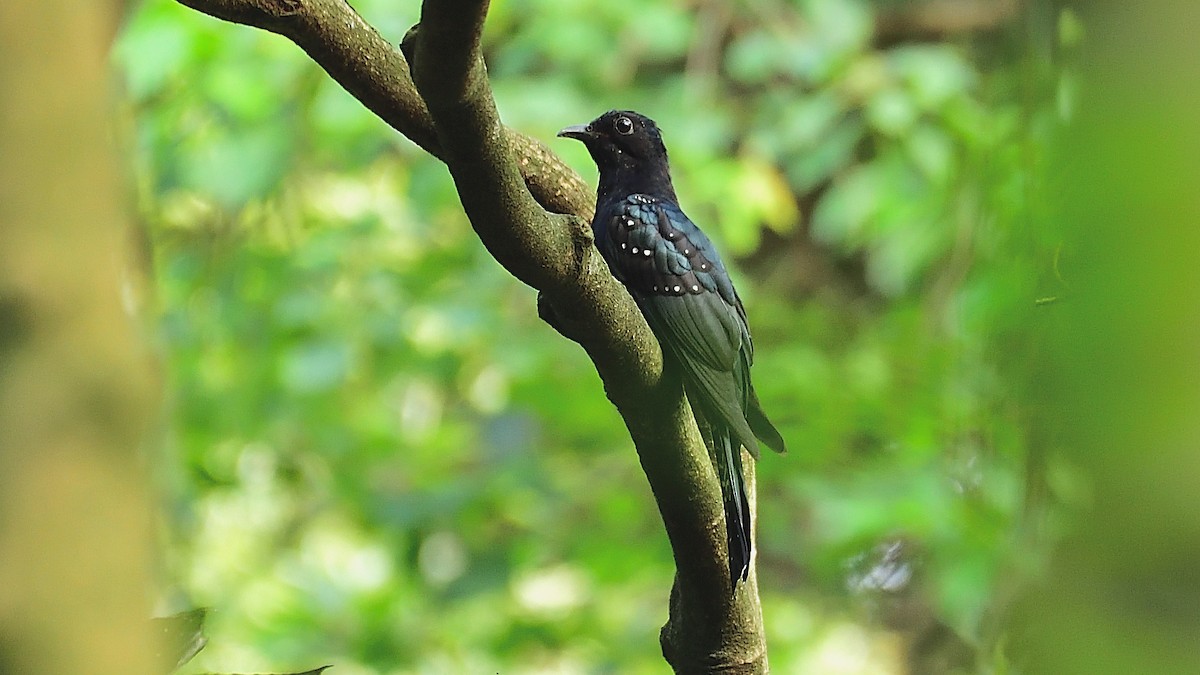 Square-tailed Drongo-Cuckoo - ML279649611
