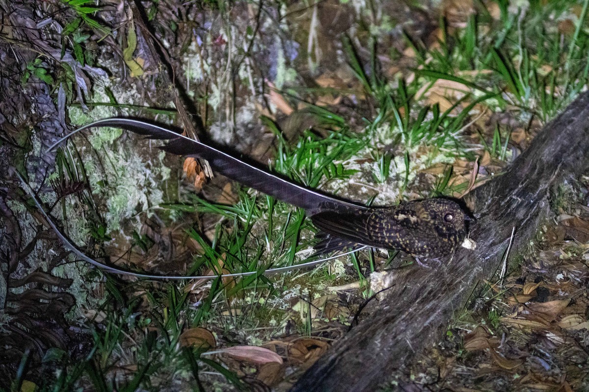 Swallow-tailed Nightjar - Thibaud Aronson