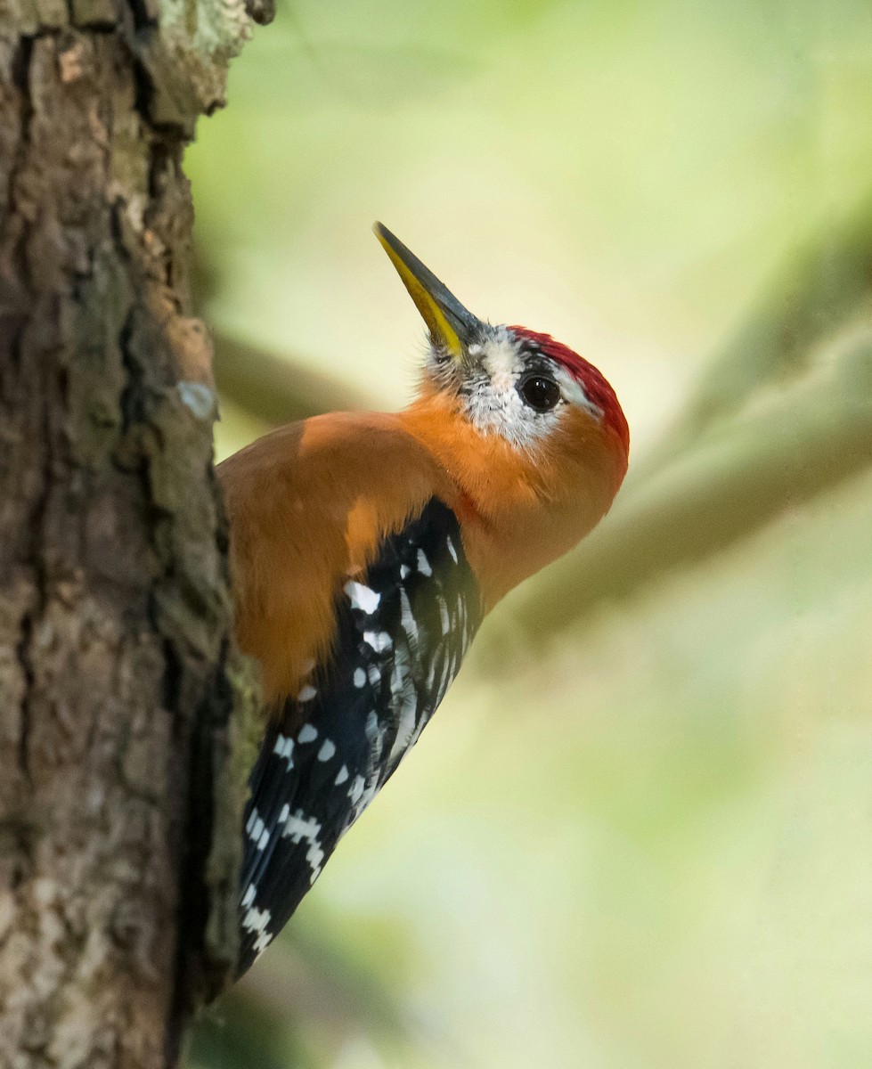 Rufous-bellied Woodpecker - Harish Thangaraj