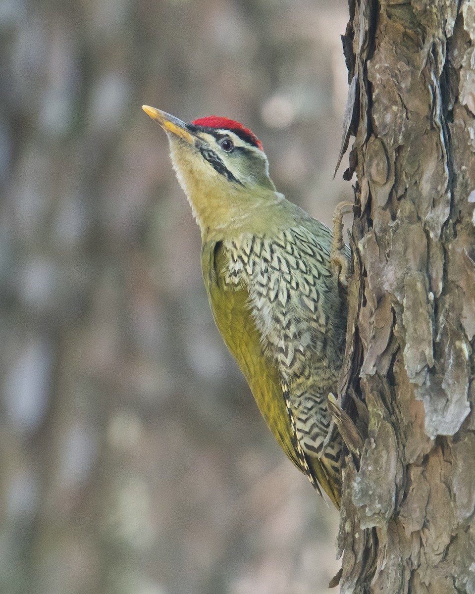 Scaly-bellied Woodpecker - Harish Thangaraj