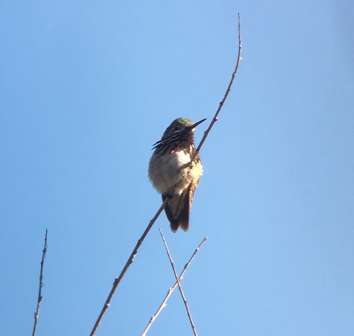 Calliope Hummingbird - ML27965321