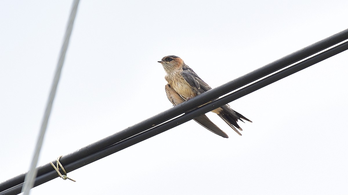 Red-rumped Swallow - ML279653371