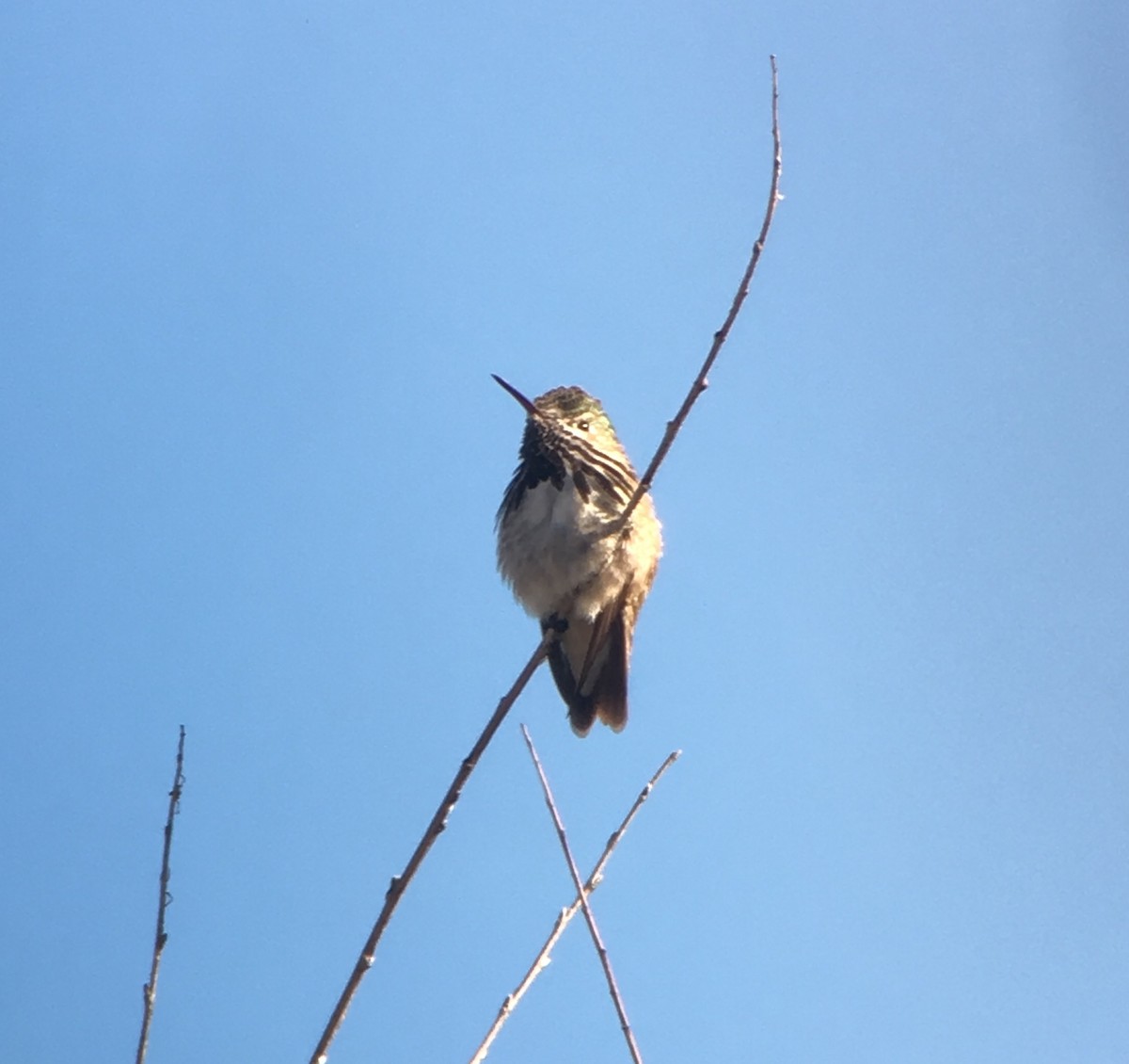 Calliope Hummingbird - ML27965351