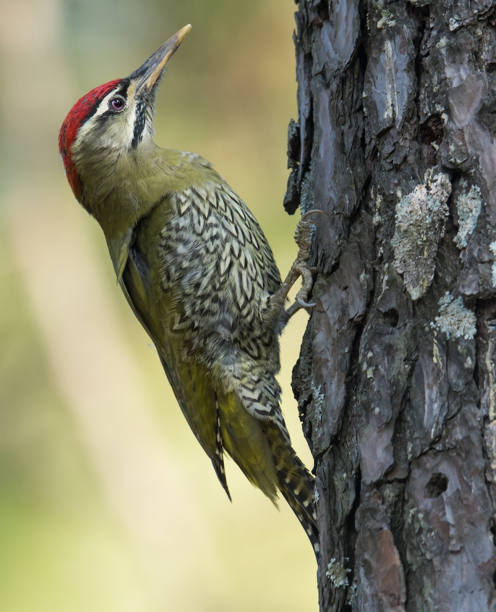 Scaly-bellied Woodpecker - Harish Thangaraj