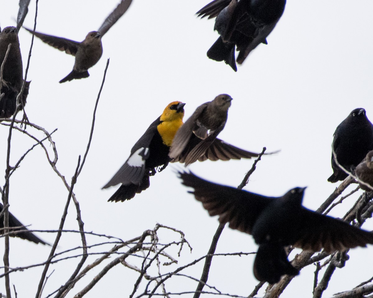 Yellow-headed Blackbird - ML27966361