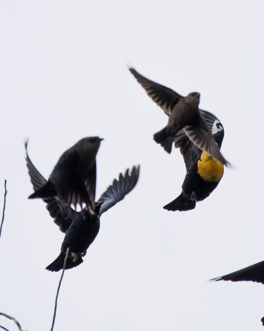Yellow-headed Blackbird - ML27966371