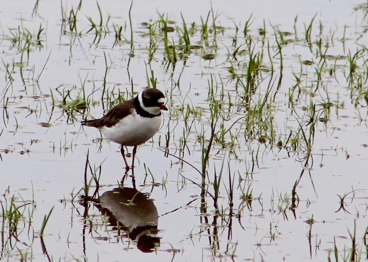 Semipalmated Plover - Holly Kleindienst