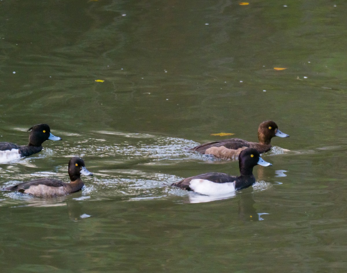 Tufted Duck - ML279667961