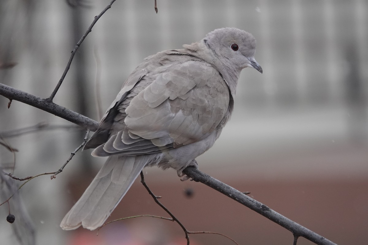 Eurasian Collared-Dove - ML279668271