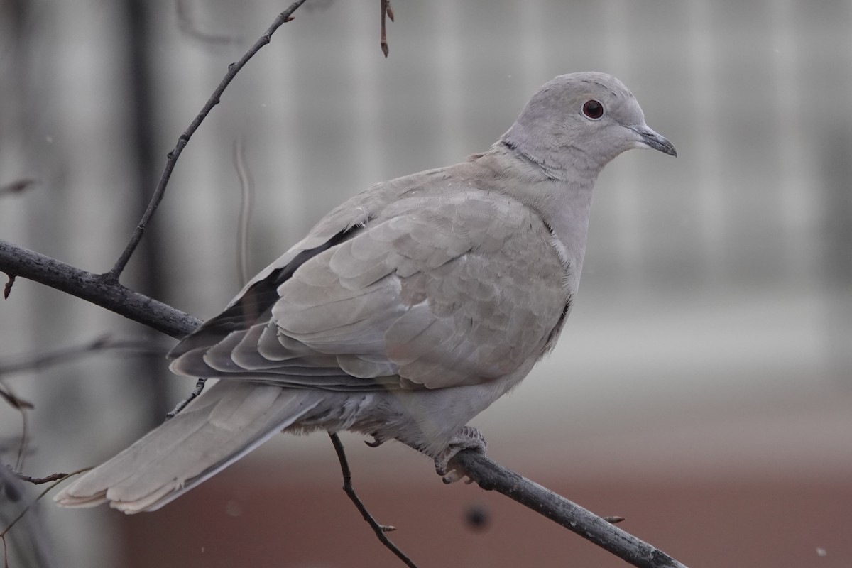 Eurasian Collared-Dove - ML279668381