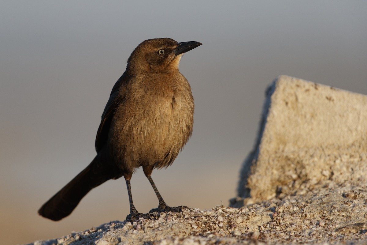 Great-tailed Grackle - ML279668951
