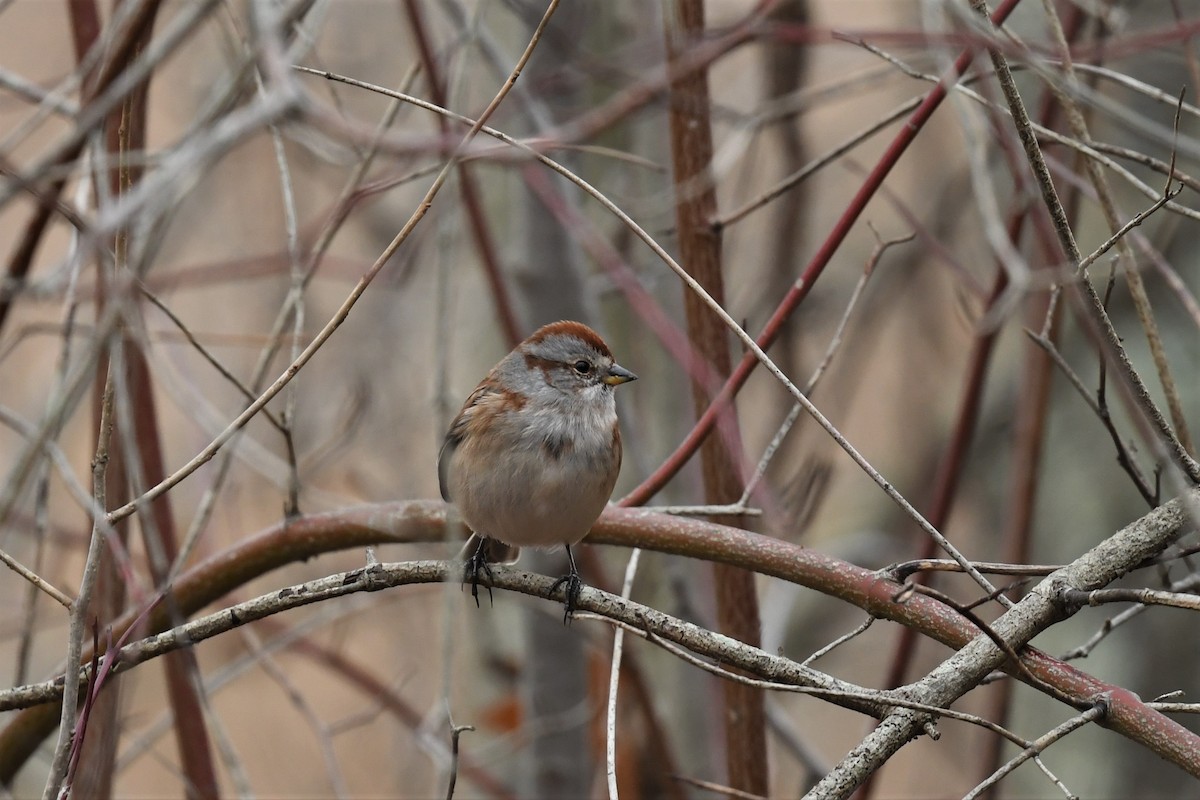 American Tree Sparrow - ML279669161