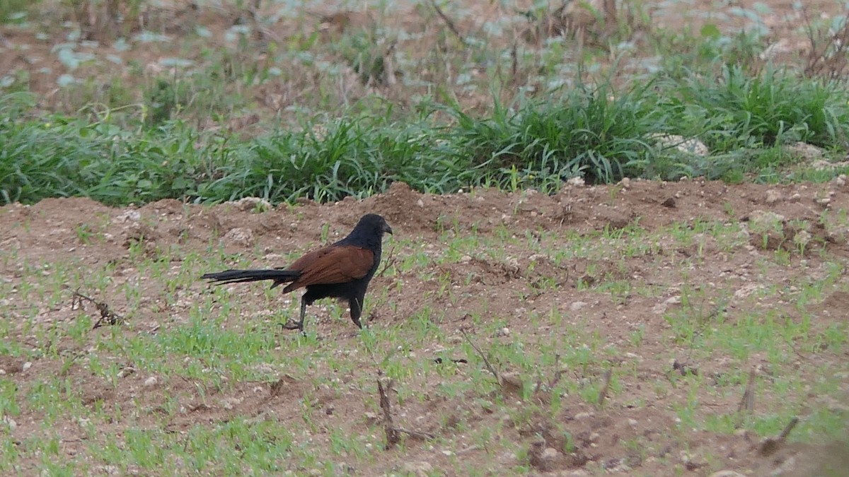 Greater Coucal - ML279669241