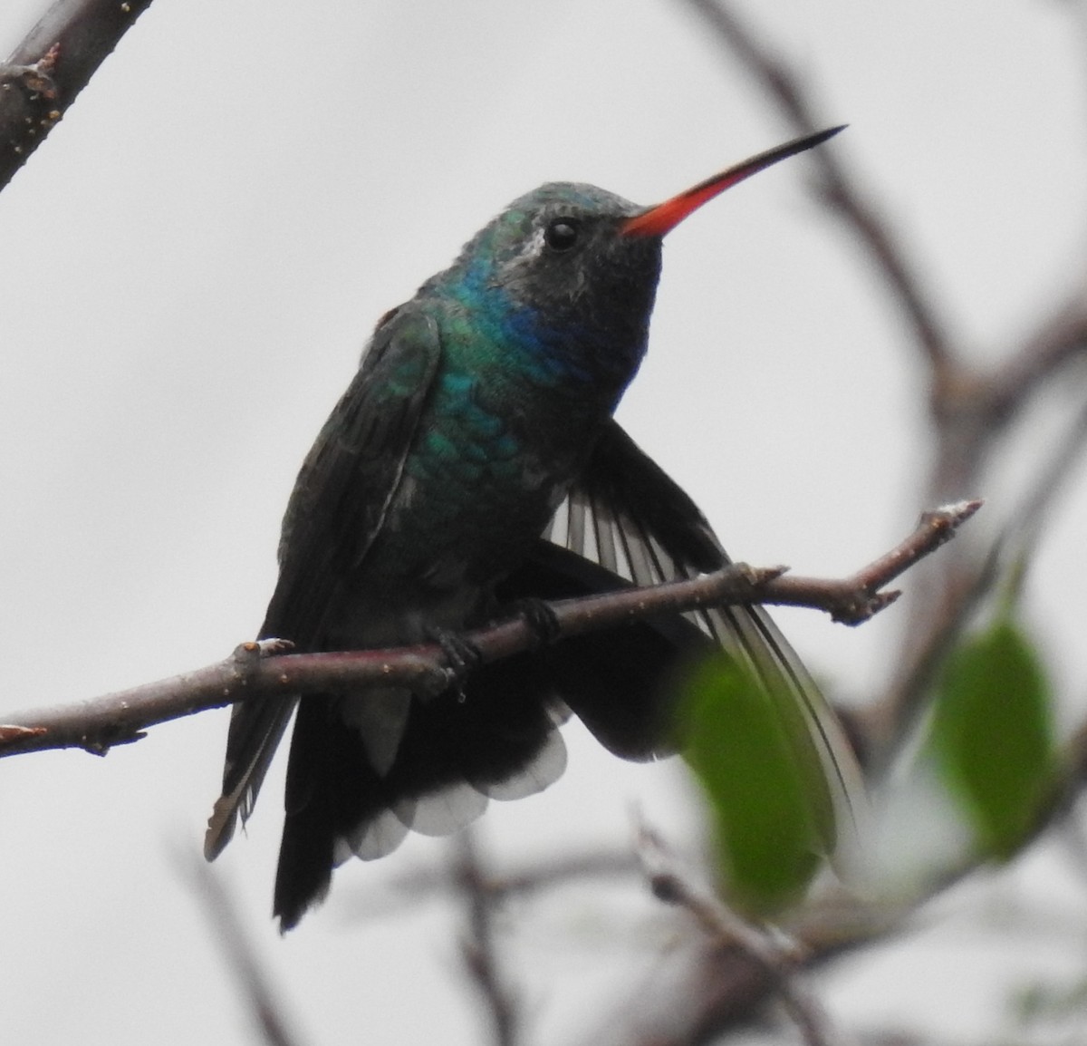 Broad-billed Hummingbird - ML279673741