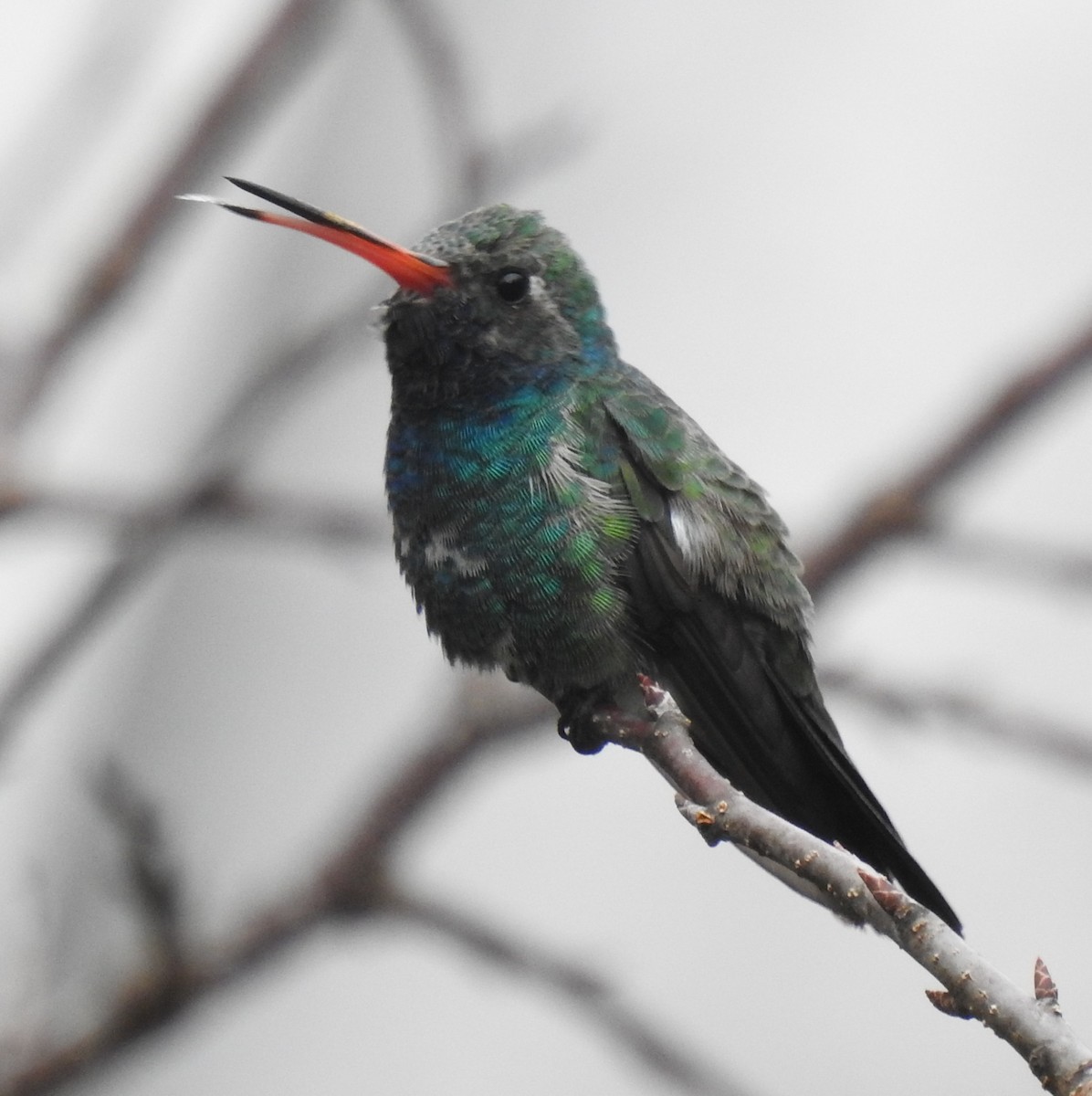 Broad-billed Hummingbird - Colby & Lauren