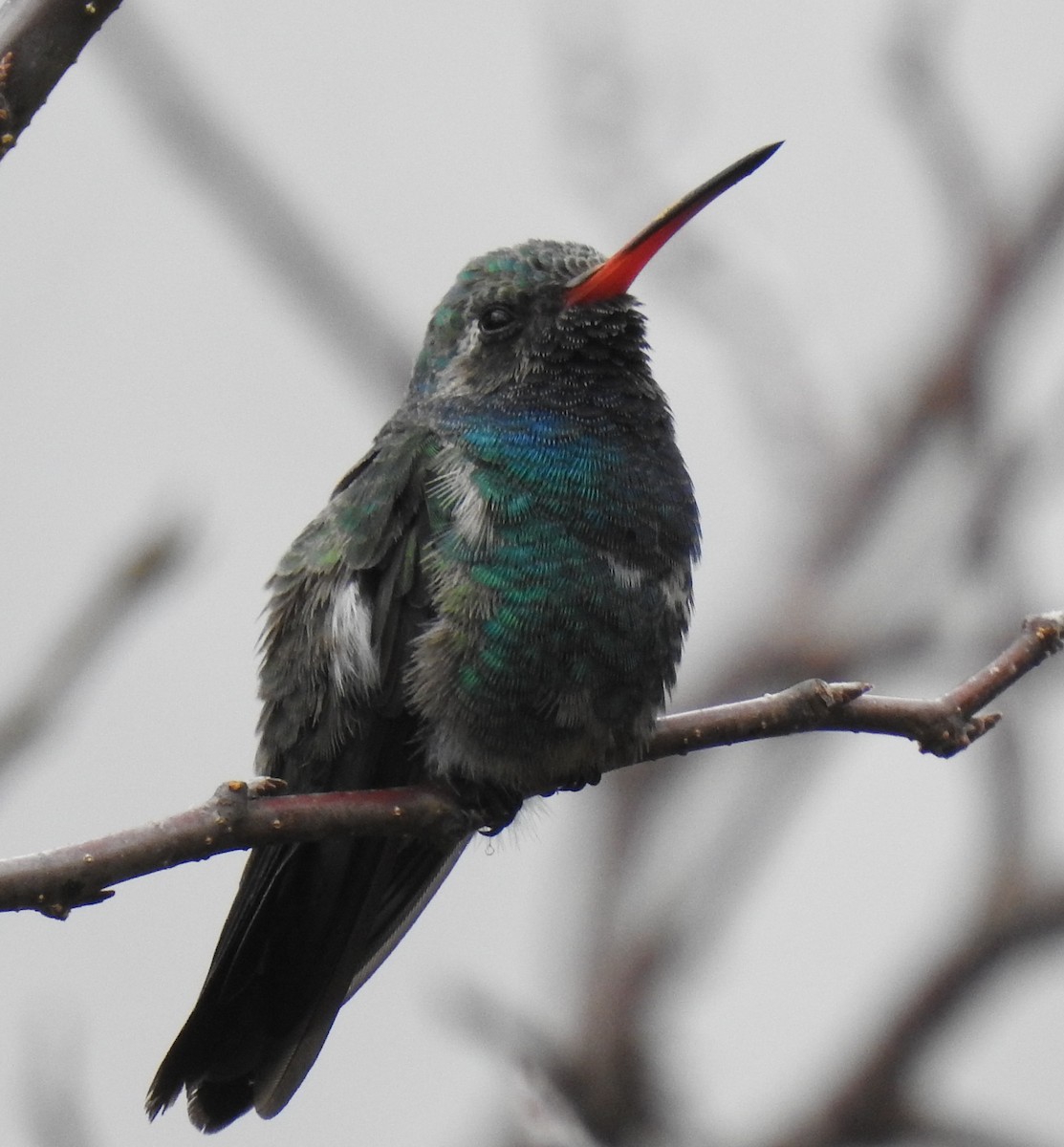 Broad-billed Hummingbird - ML279673781