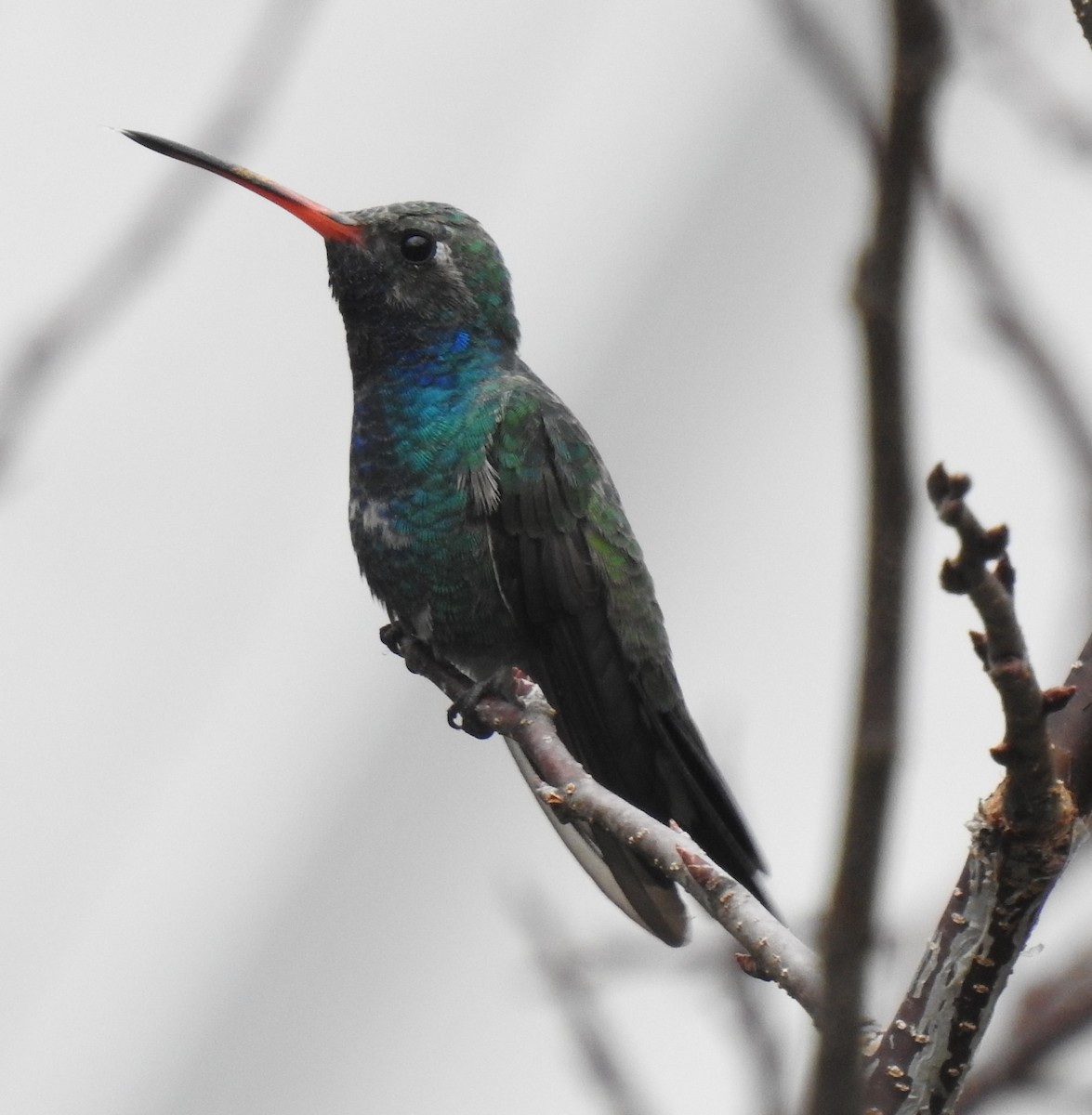 Broad-billed Hummingbird - ML279673791