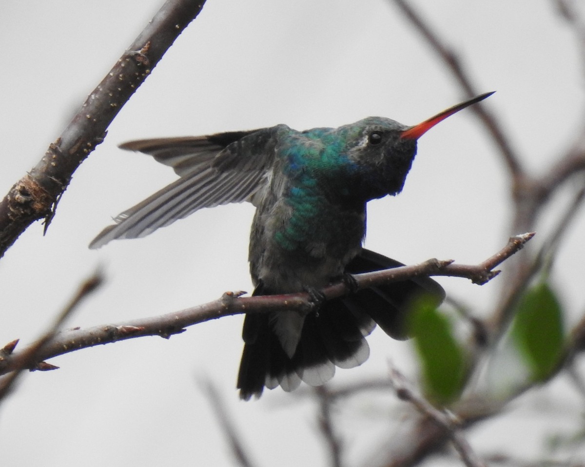 Broad-billed Hummingbird - Colby & Lauren