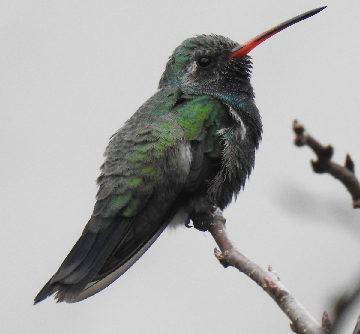 Broad-billed Hummingbird - ML279673851