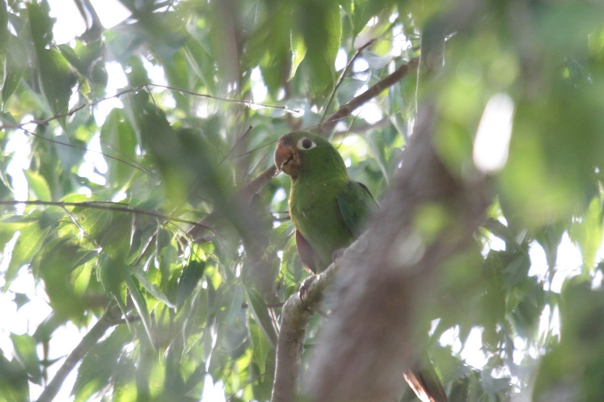 Hispaniolan Parakeet - ML279675751