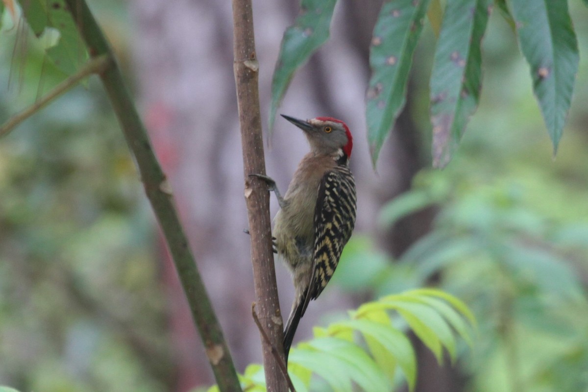 Hispaniolan Woodpecker - ML279676981
