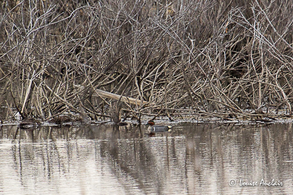 Green-winged Teal - ML27967711
