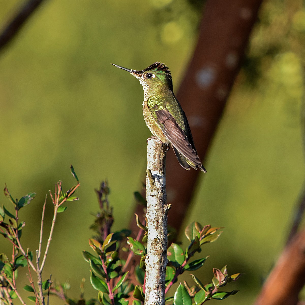 Green-backed Firecrown - ML279687851