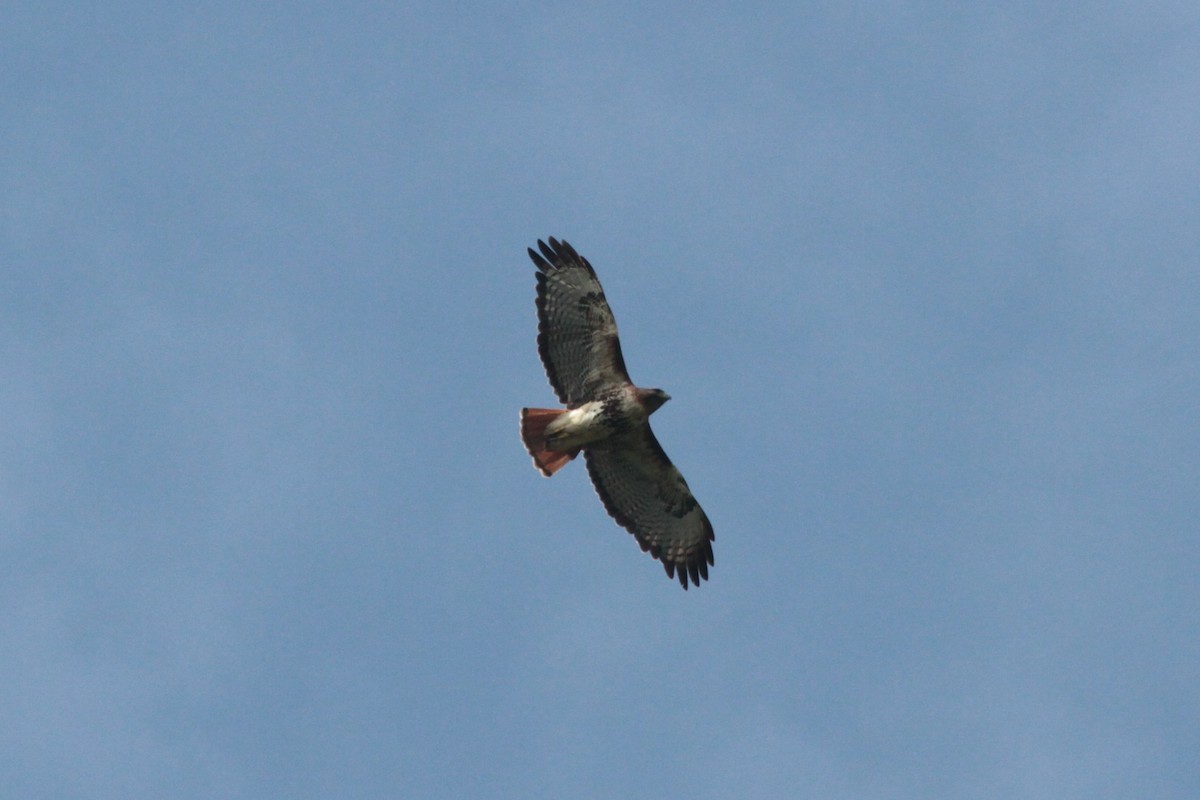 Red-tailed Hawk - ML279689131