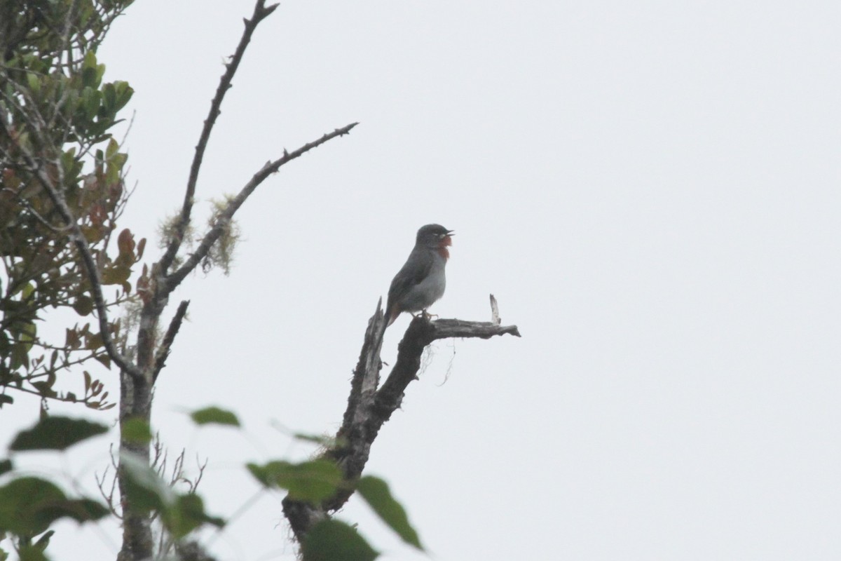Rufous-throated Solitaire - ML279689181