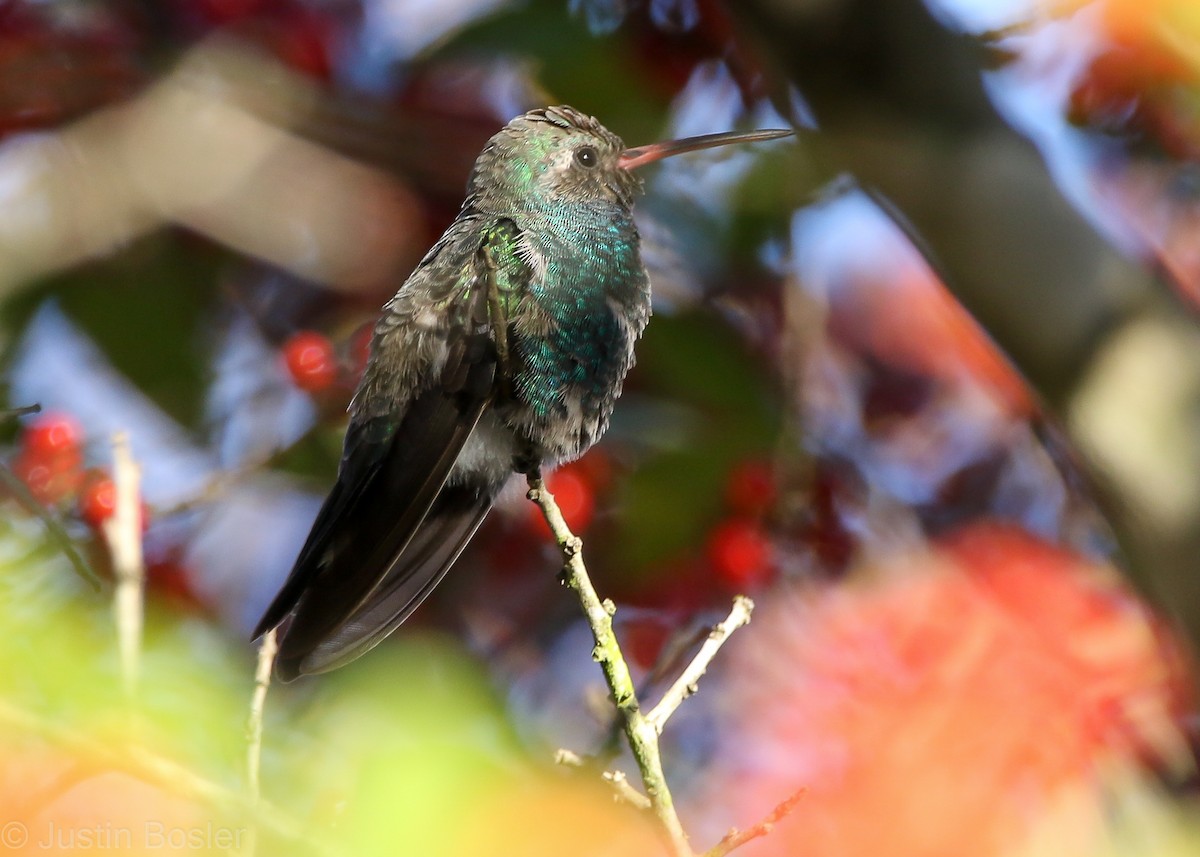 Broad-billed Hummingbird - ML279689461