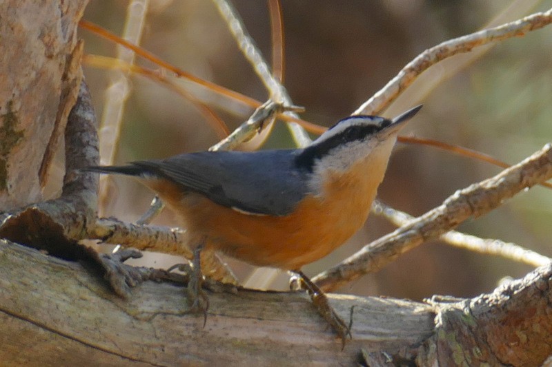 Red-breasted Nuthatch - Brad Woodward