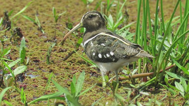 South American Painted-Snipe - ML279692191