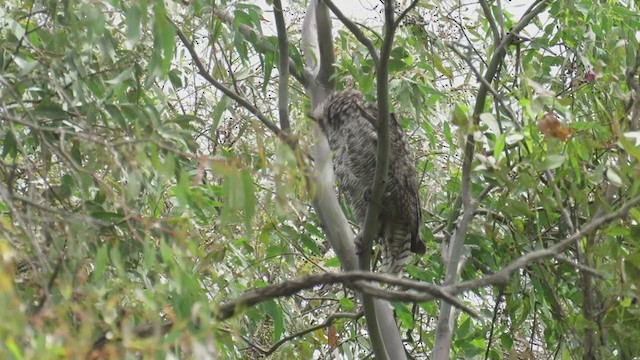 Great Horned Owl - ML279696651