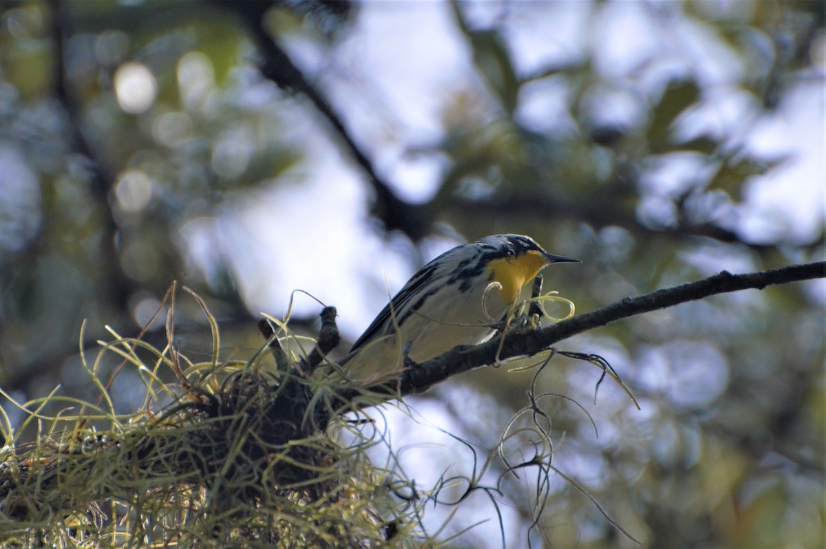 Yellow-throated Warbler - ML279700731