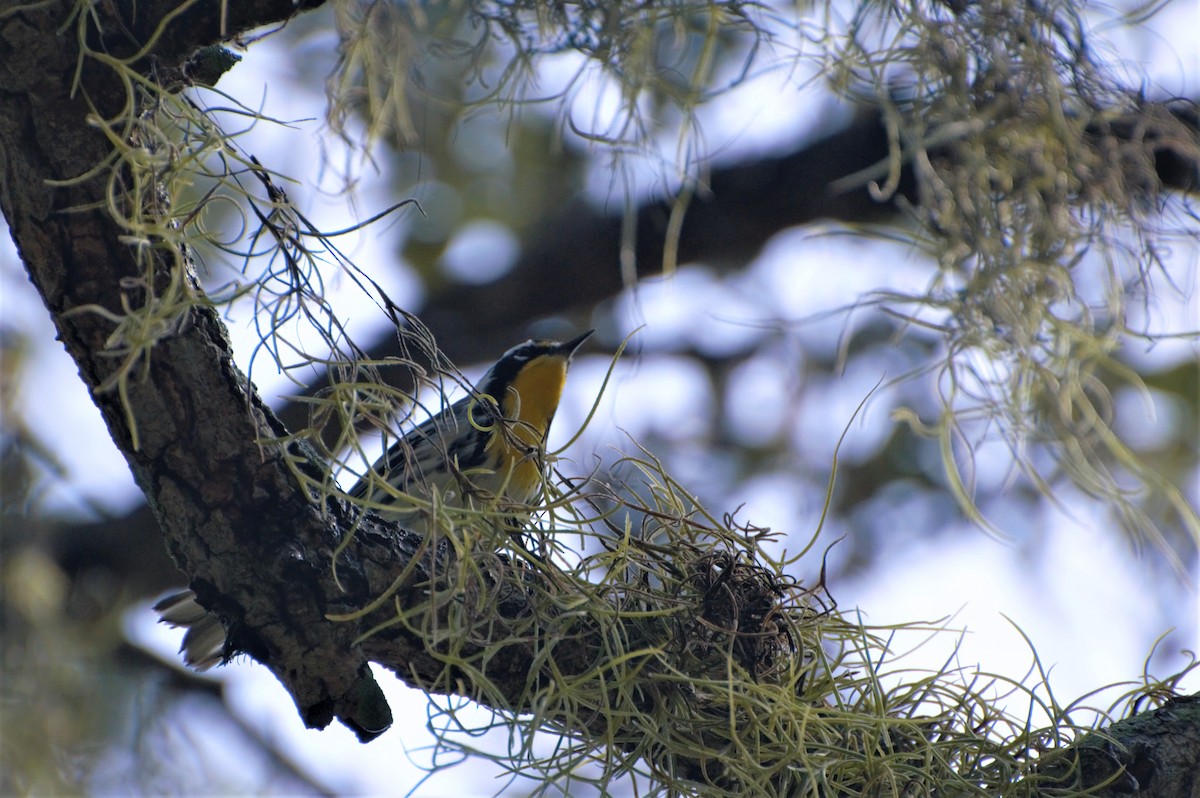 Yellow-throated Warbler - ML279700741