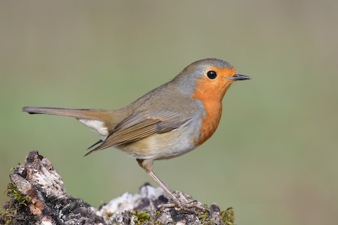 European Robin - eBird