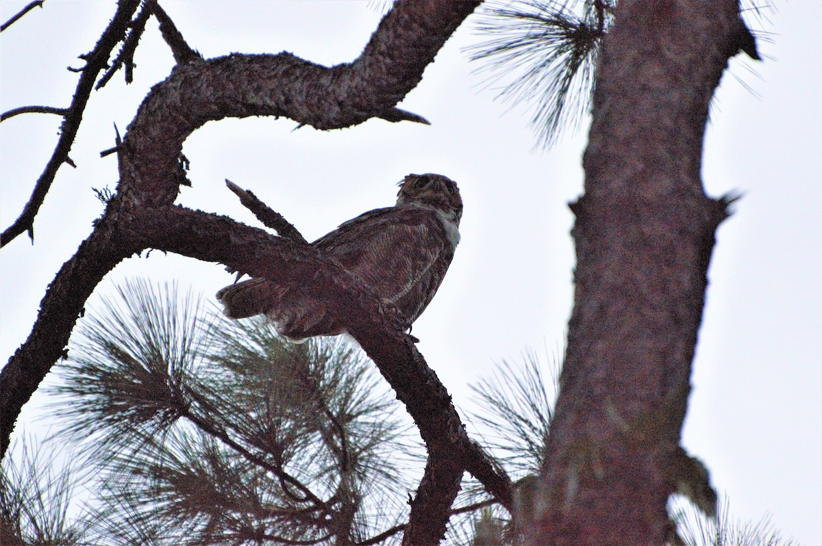 Great Horned Owl - ML279705271